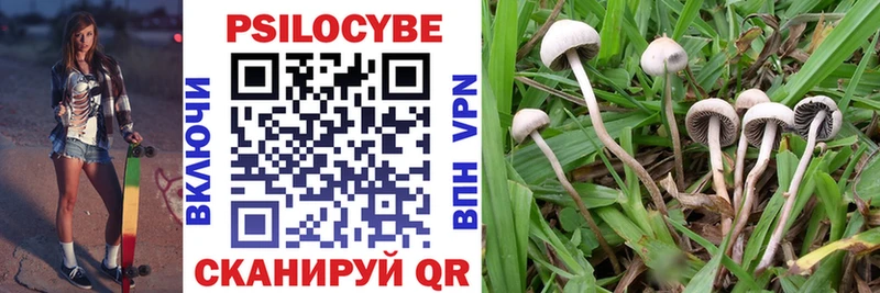 Псилоцибиновые грибы Psilocybine cubensis  Вязьма 